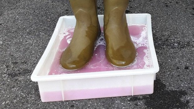 Ein paar Füsse mit Stiefel stehen im pinkfarbigen Desinfektionsbad.