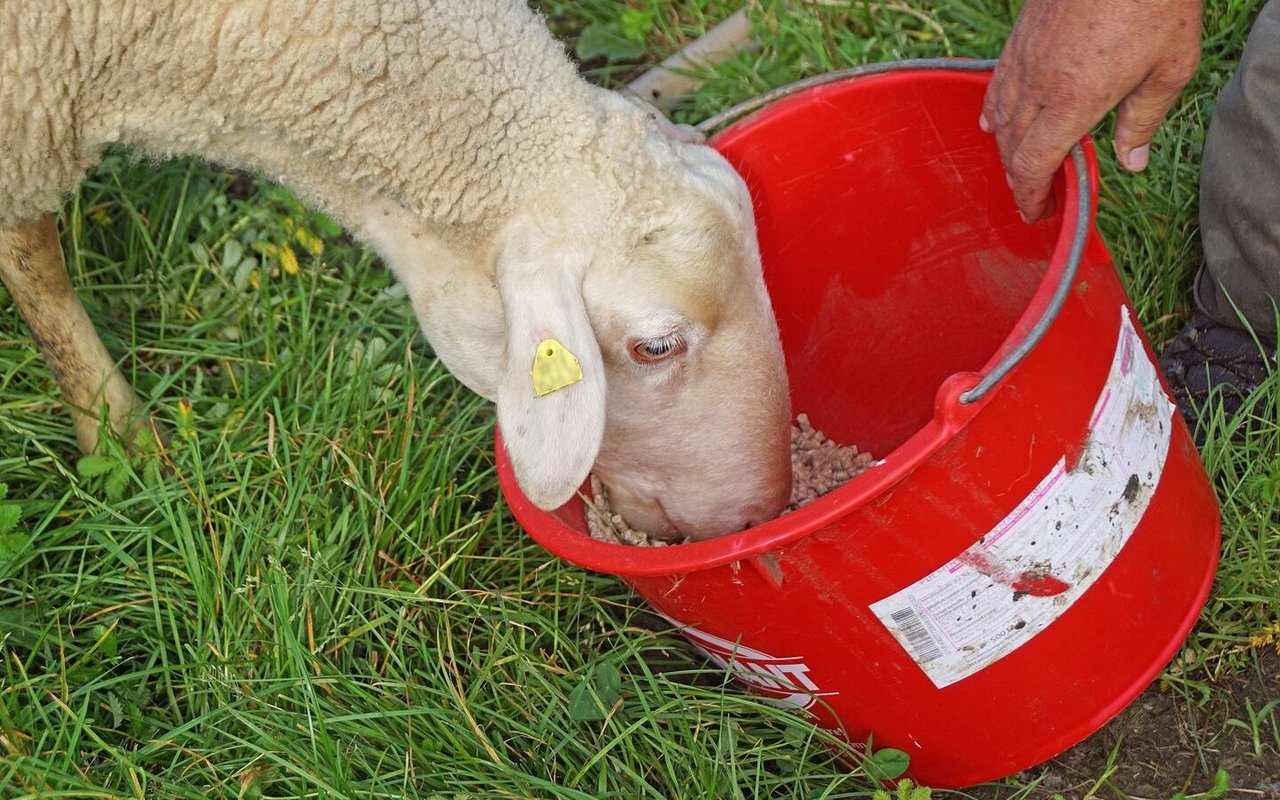 Ein Schaf frisst aus einem Eimer.