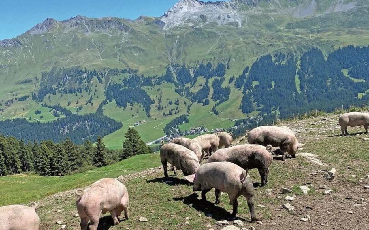 Alpschweine stehen draussen in den Bergen, mit der Schnauze am Boden.