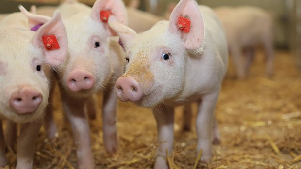 Antibiotika-Reduktion Schweinehaltung Mastferkel stehen in der eingestreuten Bucht.