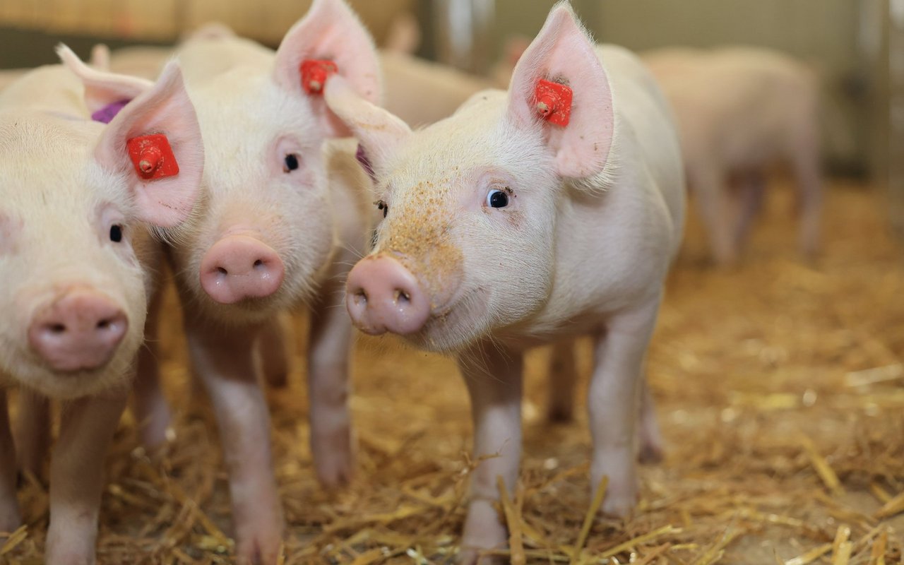 Mastferkel stehen in der eingestreuten Bucht.