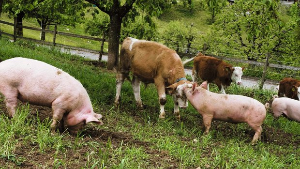 Eine artgerechte Tierhaltung ist den beiden Junglandwirten sehr wichtig. 