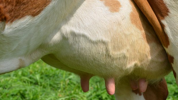 Transitphase Milchkuh Ein Kuheuter von der Seite.