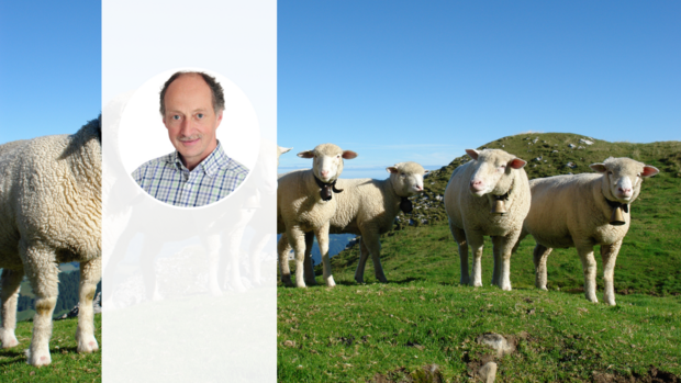 Weisses Alpenschaf, Angelo Rizzi Eine Gruppe von weissen Alpenschafen steht im Halbkreis auf einer Alpweide. Im Vordergrund ist das Porträt-Foto von Angelo Rizzi zu sehen.