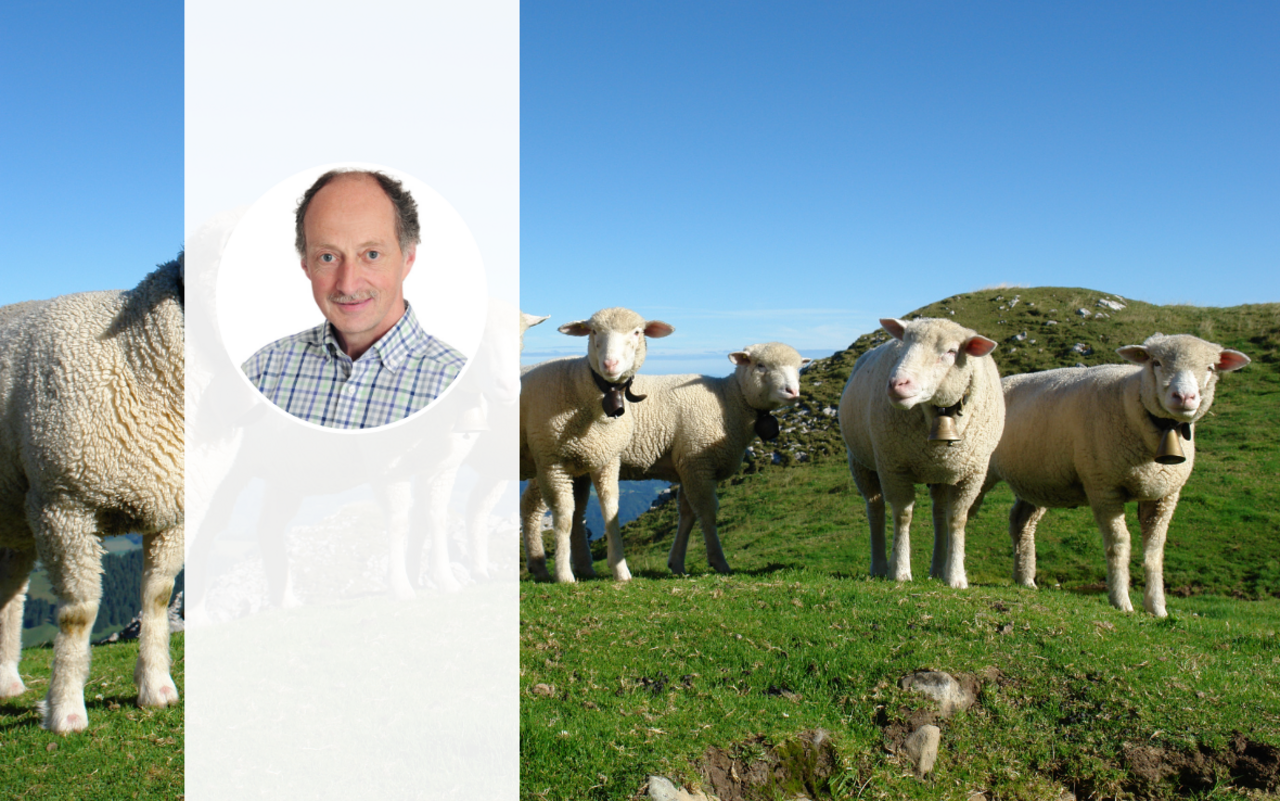 Eine Gruppe von weissen Alpenschafen steht im Halbkreis auf einer Alpweide. Im Vordergrund ist das Porträt-Foto von Angelo Rizzi zu sehen.