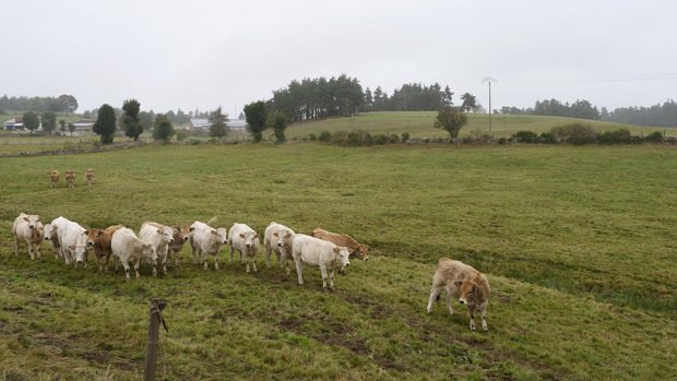 braune und weisse Kühe auf der Weide