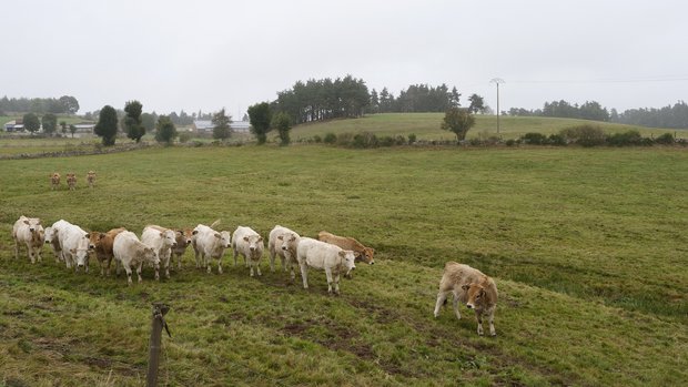 Aubracs am Sommet de l'élevage braune und weisse Kühe auf der Weide