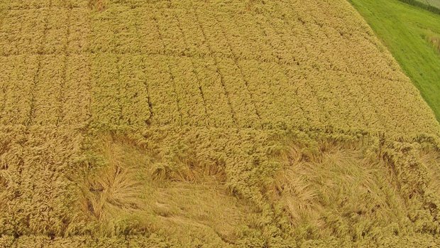 Die Halmverkürzer im Laufe der Zeit «Früher war es üblich, dass ein grosser Teil des Getreides vor der Ernte umfiel», erinnert sich Joel Meier, langjähriger Versuchsleiter der Syngenta. Bild: zVg