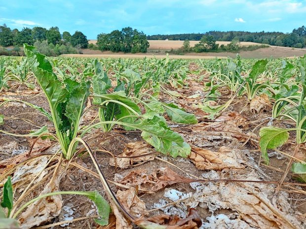 Die Zuckerrüben litten je nach Region und Bodenbeschaffenheit im Sommer 2025 unter der Trockenheit.