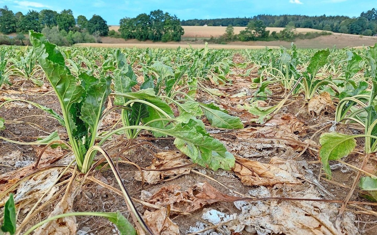 Die Zuckerrüben litten je nach Region und Bodenbeschaffenheit im Sommer 2025 unter der Trockenheit.