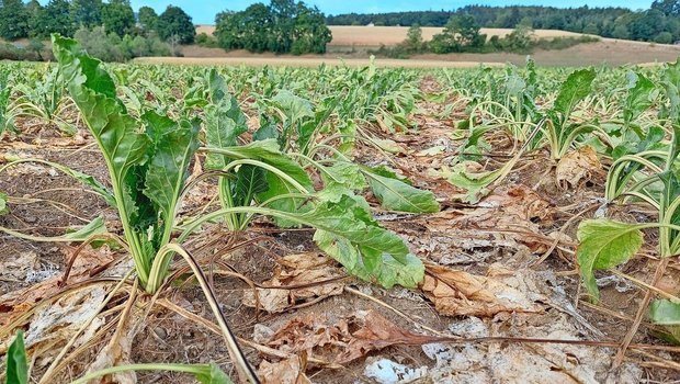Die Zuckerrüben litten je nach Region und Bodenbeschaffenheit im Sommer 2025 unter der Trockenheit.
