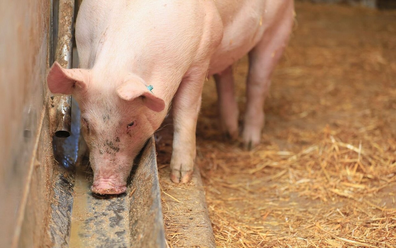 Ein Mastschwein frisst den Futterbrei aus dem Futtertrog.