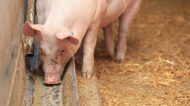 Phasenfütterung Schweine Ein Mastschwein frisst den Futterbrei aus dem Futtertrog.