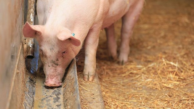 Ein Mastschwein frisst den Futterbrei aus dem Futtertrog.