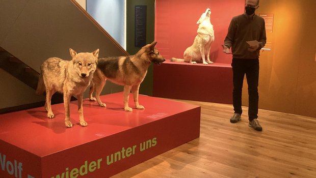 Museumsdirektor Hannes Geisser zeigt die neue Ausstellung «Wolf - wieder unter uns». Im Vordergrund zwei Präparate: links ein Wolf, rechts ein Schäferhund. (Bilder Alexandra Stückelberger)