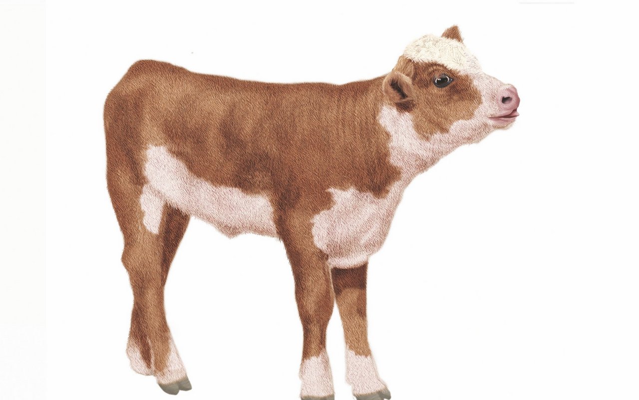 Ein Kälbchen, gezeichnet.