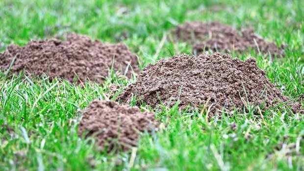 Die Erdhaufen, die beim Bau der Gangsysteme entstehen, können zu starken Unebenheiten in der Wiese und zu erheblicher Futterverschmutzung führen.