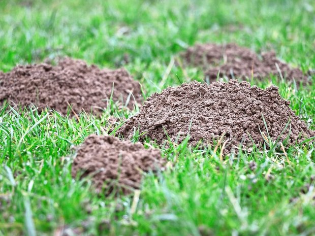 Die Erdhaufen, die beim Bau der Gangsysteme entstehen, können zu starken Unebenheiten in der Wiese und zu erheblicher Futterverschmutzung führen.