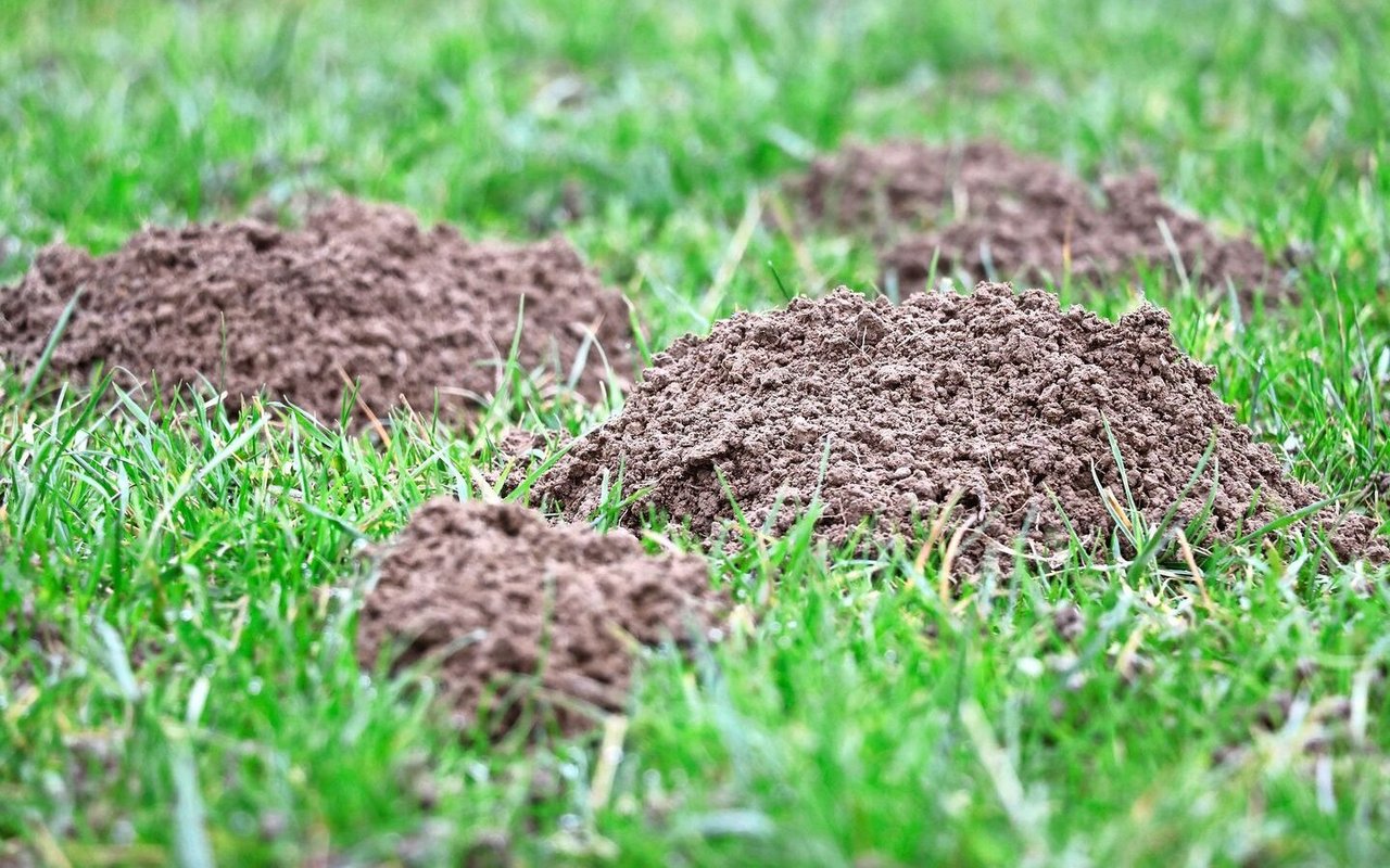 Die Erdhaufen, die beim Bau der Gangsysteme entstehen, können zu starken Unebenheiten in der Wiese und zu erheblicher Futterverschmutzung führen.