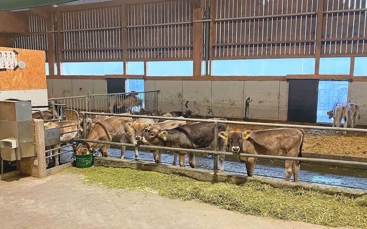Den Kälbern im Versuch auf dem Plantahof stand Pflanzenkohle im grünen Eimer zur freien Verfügung. 
