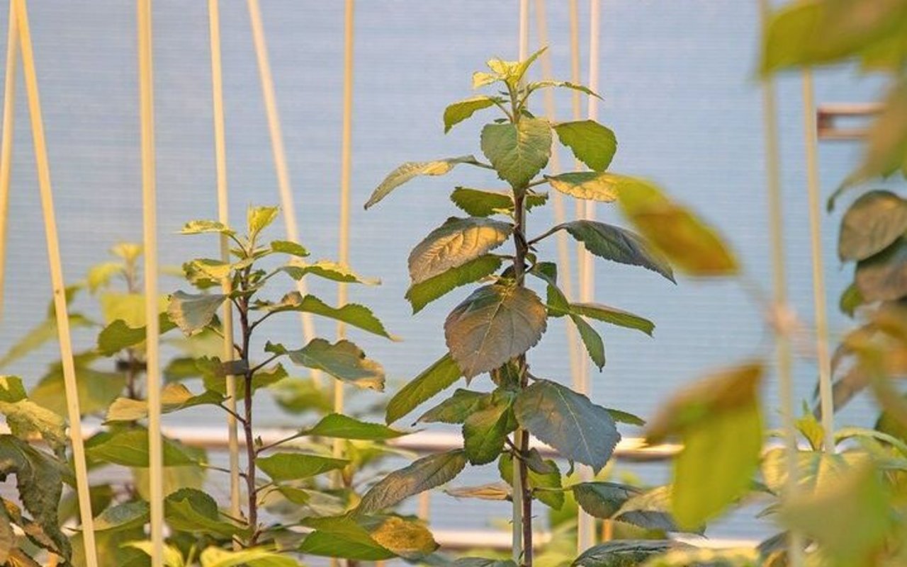 Apfelpflanzen stehen in Töpfen im Gewächshaus.
