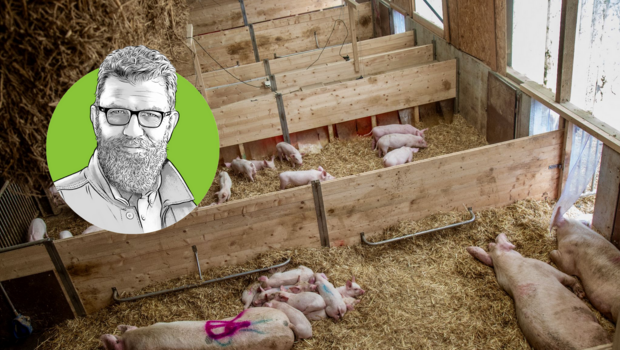 Porträtzeichnung von «die grüne»-Chefredaktor Jürg Vollmer mit einem vorbildlchen Schweizer Schweinestall im Hintergrund.