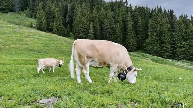 Im Berggebiet kann n Im Berggebiet kann nicht selten erst nach dem 1. Mai mit Weiden begonnen werden.
