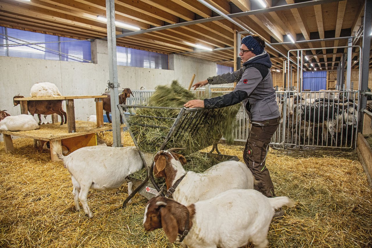 Die 30 Burenziegen des Hof Horn leben Seite an Seite mit den Zebus und vis-à-vis der Aubrac-Rinder. Der Stall ist kühl, hell und luftig. Die Ziegen sind neugierig und mit Menschen so vertraut, dass einzelne Ziegen sogar Besuche im Altersheim machen dürfen. Bild: Pia Neuenschwander