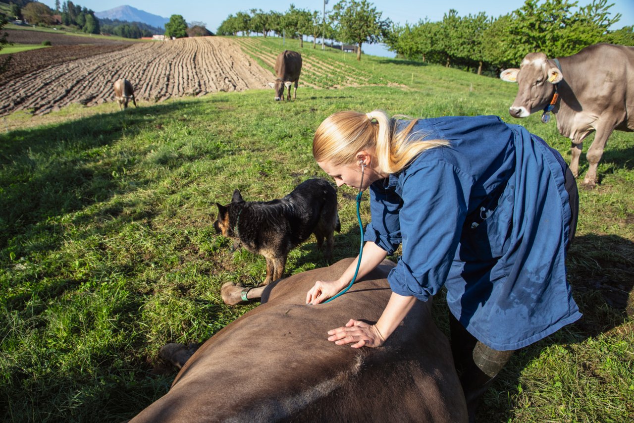 Festliegen kann eine der Folgen einer akuten Pansenazidose sein. Leichtere Fälle behandelt die Tierärztin mit Natriumbikarbonat, bei schweren Fällen kann es nötig werden, den Pansen auszuräumen. Bild: Gian Vaitl