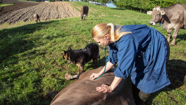 Festliegen kann eine der Folgen einer akuten Pansenazidose sein. Leichtere Fälle behandelt die Tierärztin mit Natriumbikarbonat, bei schweren Fällen kann es nötig werden, den Pansen auszuräumen. Bild: Gian Vaitl