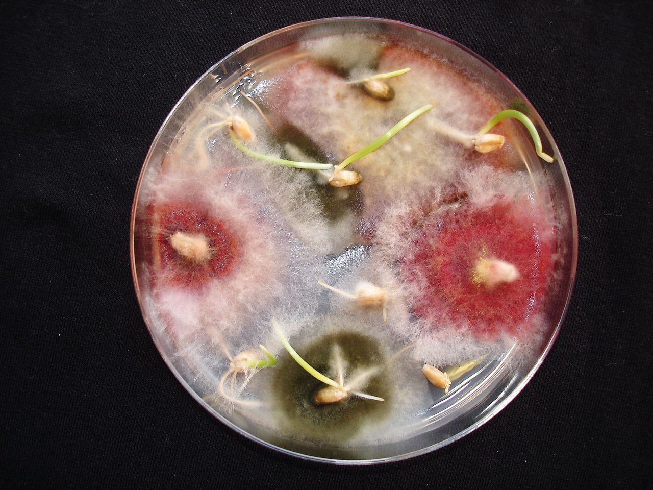 Gesundheitstest von Weizen: Rechts und links rosa Pilzmyzel von Fusarium graminearum. Bild: Agroscope