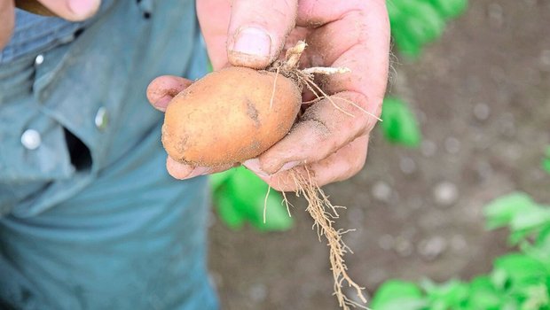 Pro Grad Temperaturerhöhung könne der Ertrag um knapp 15 % sinken, pro 1 mm weniger Regen um 0,03 t/ha. 