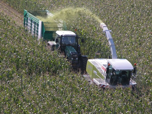 Die Düngungsnorm wird dem Ertragspotenzial aktueller Maissorten angepasst. 