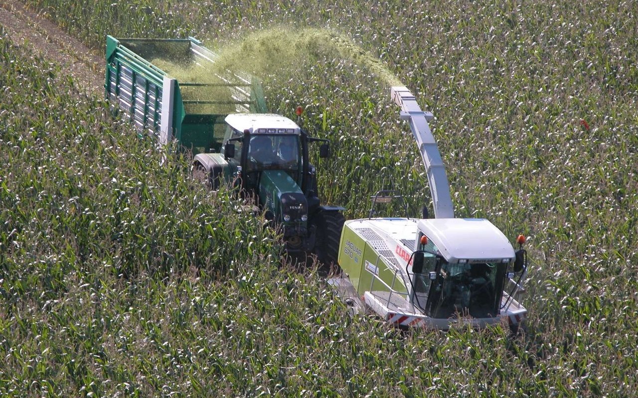 Die Düngungsnorm wird dem Ertragspotenzial aktueller Maissorten angepasst. 
