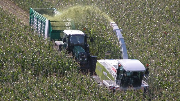 Die Düngungsnorm wird dem Ertragspotenzial aktueller Maissorten angepasst. 