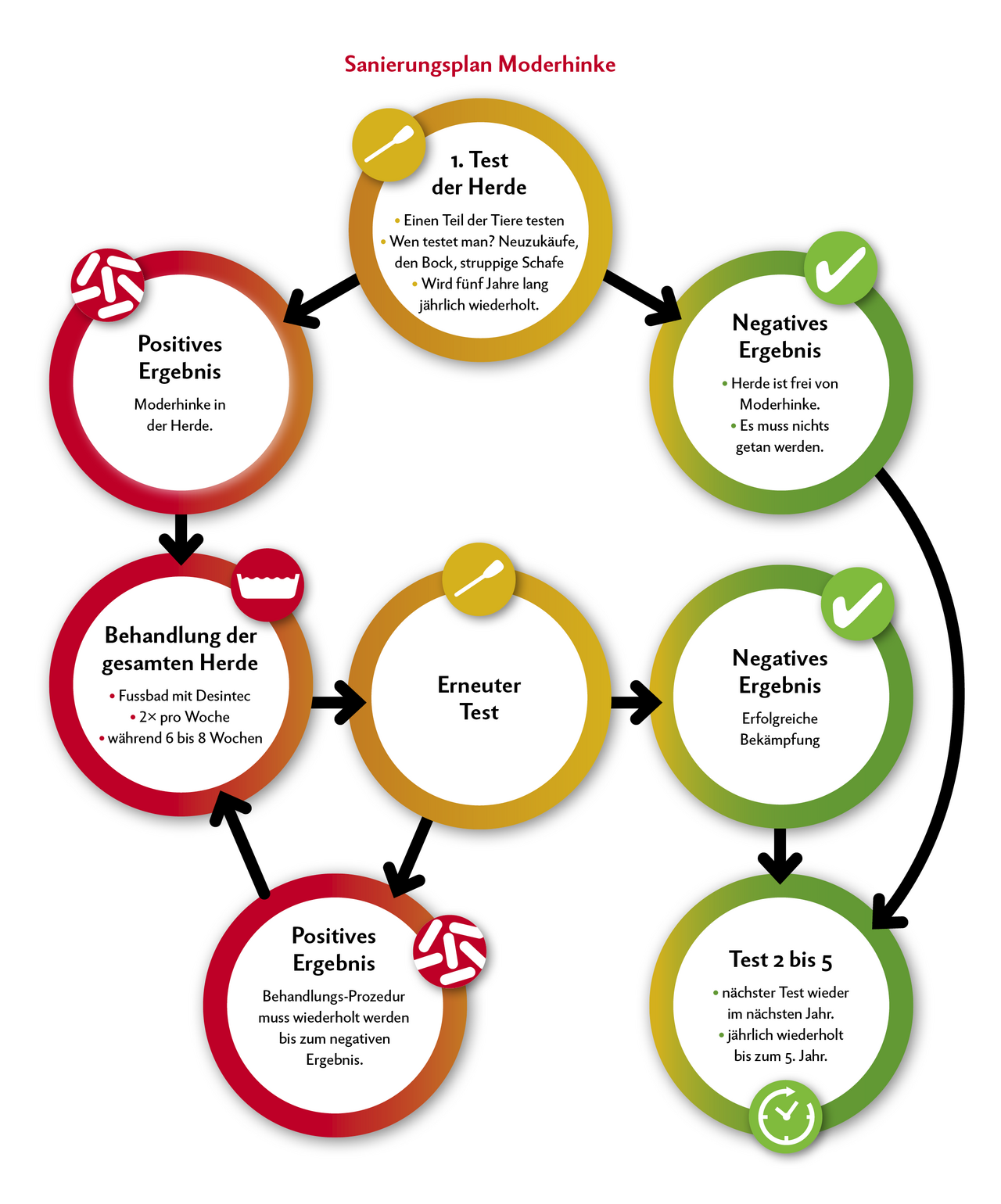 Ein Flussdiagramm zeigt auf, wie die Sanierung der Schweizer Schafherden bei Moderhinke funktionieren soll.