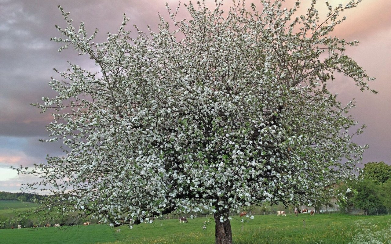 Bei einem nicht geschnittenen Obstbaum ist Überbehang zu erwarten. Die Früchte bleiben klein, der Gehalt an Nährstoffen und Zucker ist gering.