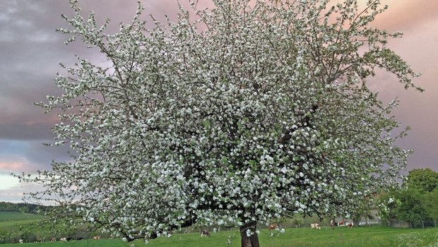 Bei einem nicht geschnittenen Obstbaum ist Überbehang zu erwarten. Die Früchte bleiben klein, der Gehalt an Nährstoffen und Zucker ist gering.