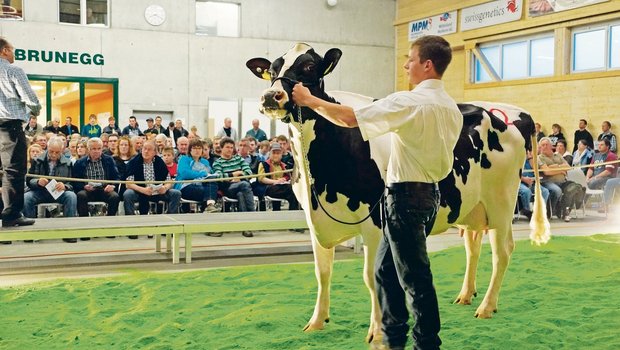 Heute läuft es rund in der Arena Brunegg: Für viele Käufer und Verkäufer von Milchvieh ist die Auktion «Rot und Schwarz» eine feste Grösse in der Vermarktung geworden.  (Bilder Ruth Aerni)