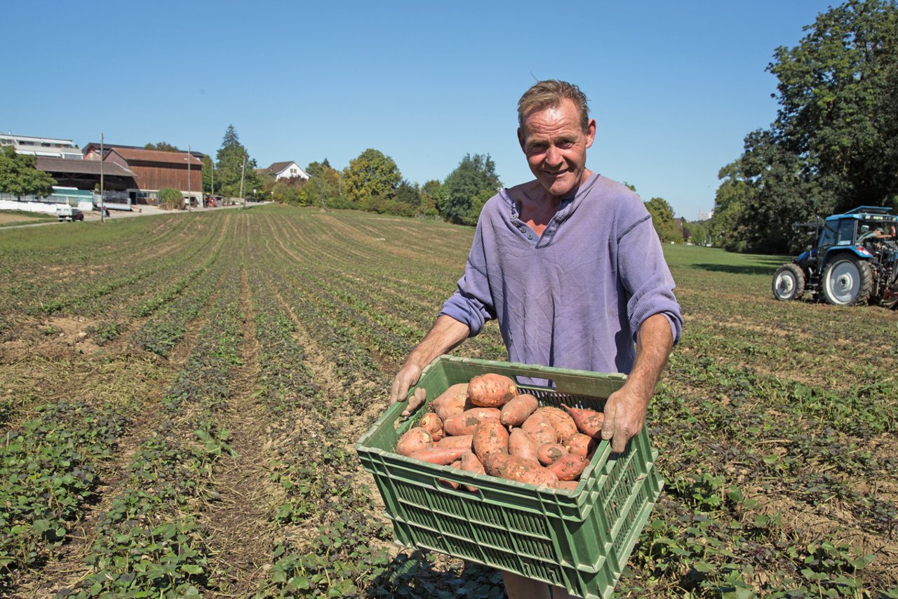 Der verstorbene Landwirt Ueli Gerber produzierte unter anderem Süsskartoffeln. Seine grosse Leidenschaft galt jedoch dem Kartoffel-Anbau. Bild: zVg