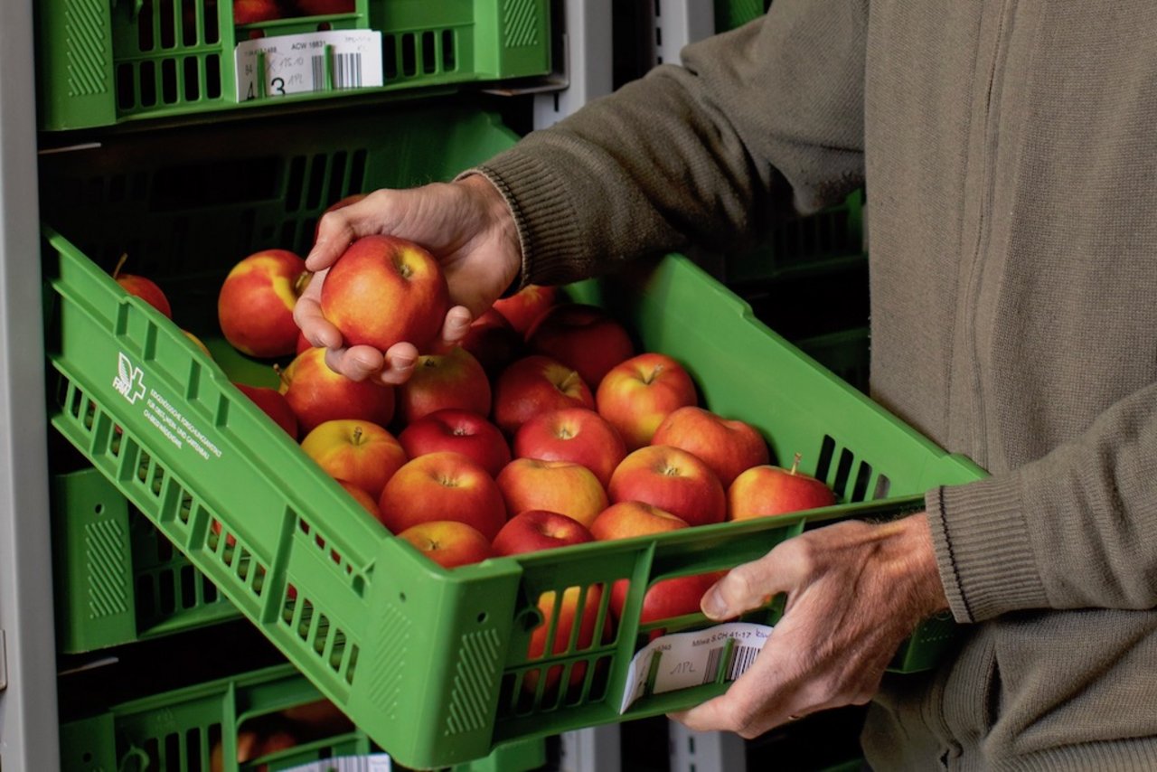 Bei Agroscope in Wädenswil züchten Forscher erfolgreich neue Apfelsorten. Bild: Gian Vaitl