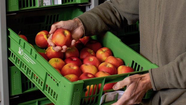 Bei Agroscope in Wädenswil züchten Forscher erfolgreich neue Apfelsorten. Bild: Gian Vaitl