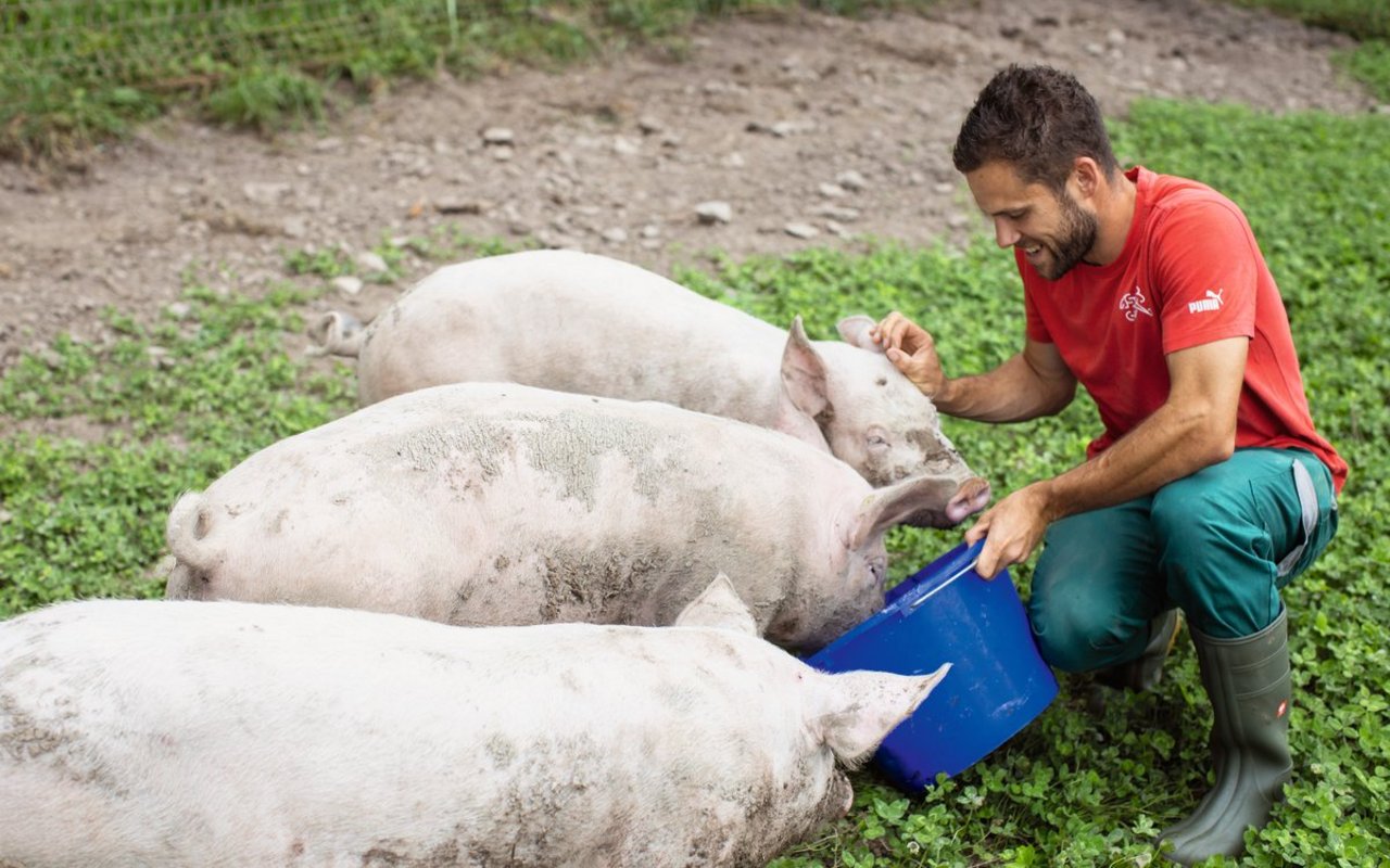 Im Herbst ist auf dem «Schlattgut» jeweils «Metzgete». Bis dann geniessen die drei Schweine von Ledergerbers das Leben auf dem Hof. Bild: Gian Vaitl