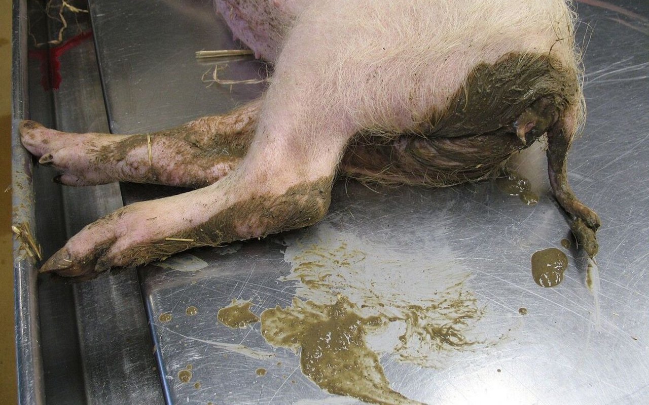 Ein Schwein liegt auf einem metallenen Tisch, sein After ist von Kot verschmiert