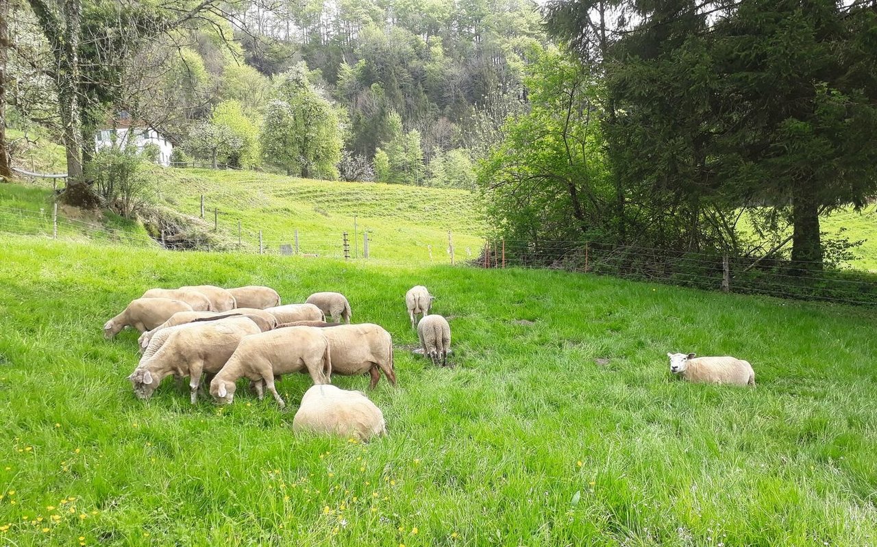 Schafe weiden auf der Weide.