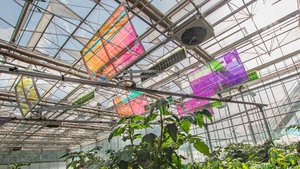 Auf dem Gelände von Agroscope in Conthey VS wird ein System getestet, welches das gesamte Lichtspektrum nutzt.