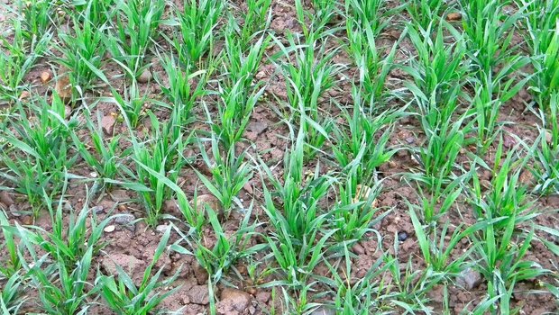 Eine angepasste Düngung hilft, den Stickstoffüberschuss zu reduzieren. Das ist nicht nur umwelttechnisch, sondern auch wirtschaftlich sinnvoll.