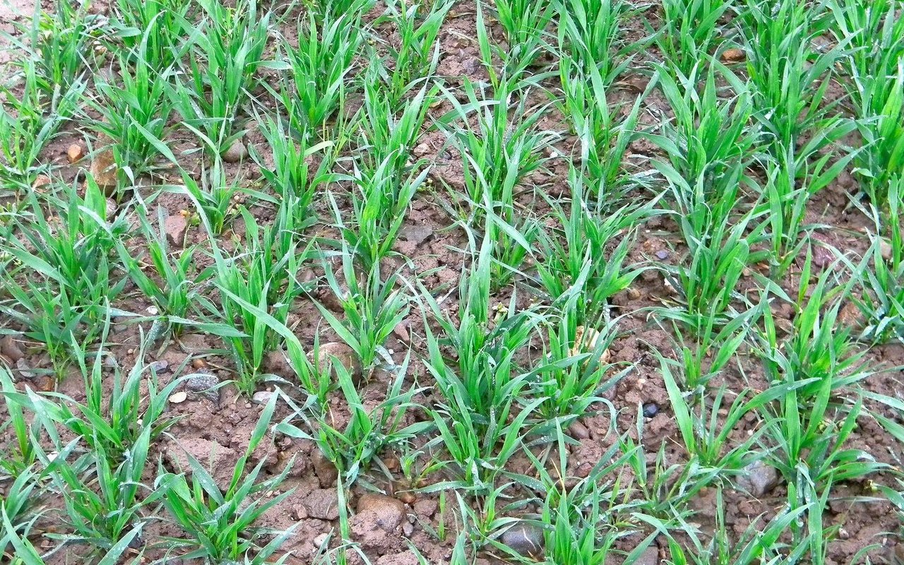 Eine angepasste Düngung hilft, den Stickstoffüberschuss zu reduzieren. Das ist nicht nur umwelttechnisch, sondern auch wirtschaftlich sinnvoll.