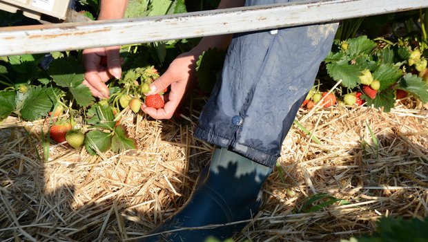 Saison-Mitarbeitende rundum korrekt versichern Saison-Mitarbeitende haben Anrecht auf korrekten Lohn und umfassenden Versicherungsschutz. Bild: Andrea Gysin