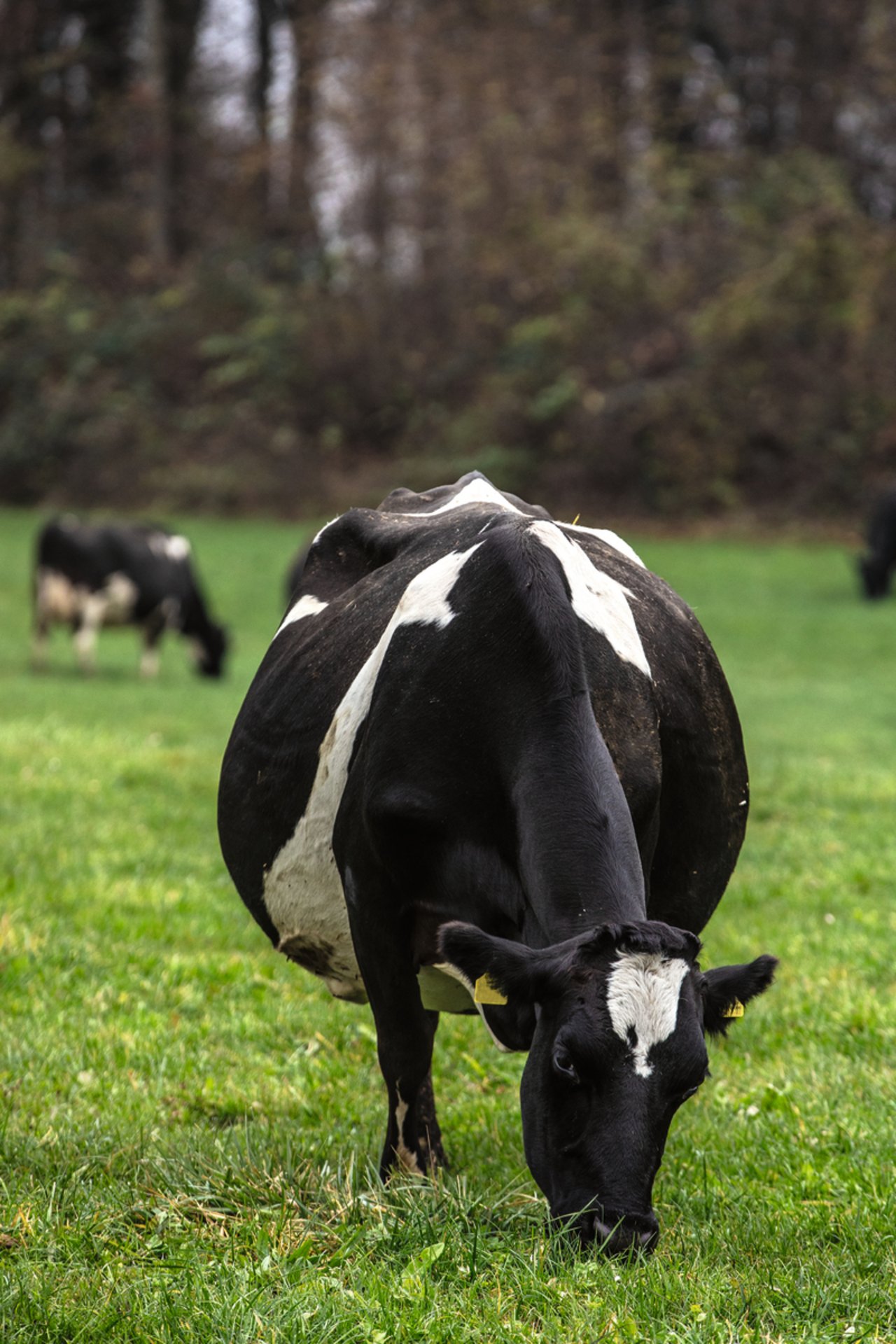 Effiziente, weidetaugliche Kühe mit einer hohen Fruchtbarkeit sind wichtige Ziele in Pitt Kächs Zucht. Hier die achtjährige Kiwi-Cross-Kuh Verité. Bild: Pia Neuenschwander